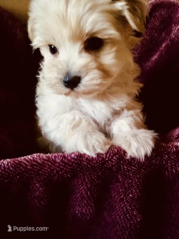Beige – Bichon Frise, Yorkshire Terrier puppy for sale in Uniontown, OH