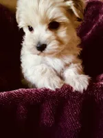 Beige, a male Bichon Frise and Yorkshire Terrier for sale in Uniontown, OH – Photo 1 of 8