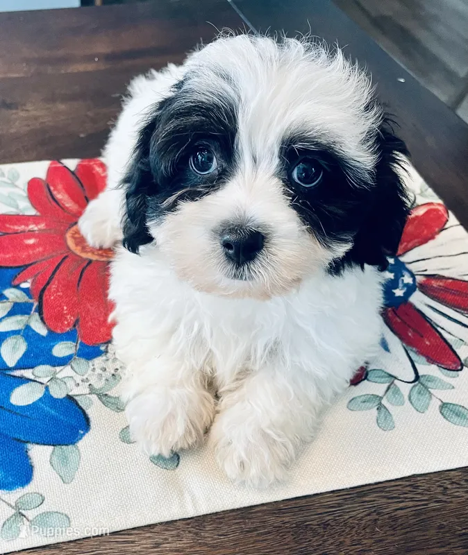 Sailor – Havanese puppy for sale in Uniontown, OH