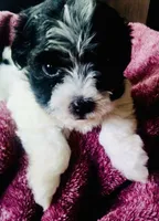Sophie, a female Havanese for sale in Uniontown, OH – 4 of 5