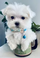 Toby, a male Maltese for sale in Uniontown, OH – 7 of 8