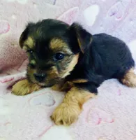 Mia, a female Yorkshire Terrier for sale in Uniontown, OH – 5 of 5