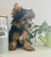 Justin, a male Yorkshire Terrier for sale in Uniontown, OH – 4 of 9