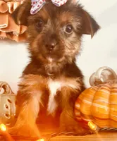 Teacup Candy, a female Yorkshire Terrier for sale in Uniontown, OH – 5 of 10