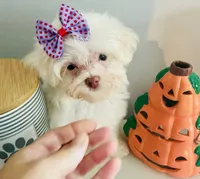 Tiny Jade, a female Maltese for sale in Uniontown, OH – 5 of 9