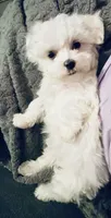 Tiny Daina, a female Maltese for sale in Uniontown, OH – 7 of 9