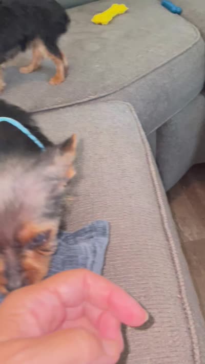 Teacup queenie, a female Yorkshire Terrier for sale in Uniontown, OH – 9 of 9
