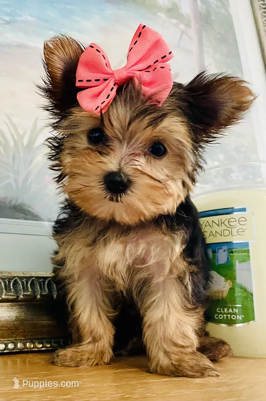 Princess (teacup) – Yorkshire Terrier puppy for sale in Uniontown, OH
