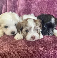 Cream, a male Havanese for sale in Uniontown, OH – 5 of 7
