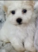 Cream, a male Havanese for sale in Uniontown, OH – 1 of 7