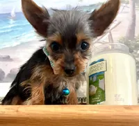 Teacup Troy, a male Yorkshire Terrier for sale in Uniontown, OH – 5 of 8