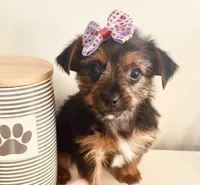 Teacup Candy, a female Yorkshire Terrier for sale in Uniontown, OH – 7 of 10