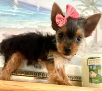 Teacup queenie, a female Yorkshire Terrier for sale in Uniontown, OH – 4 of 9