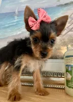 Teacup queenie, a female Yorkshire Terrier for sale in Uniontown, OH – 7 of 9