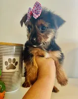 Teacup Candy, a female Yorkshire Terrier for sale in Uniontown, OH – 9 of 10