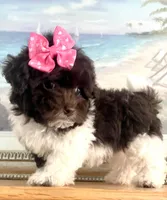 Teacup Torie, a female Havapoo for sale in Uniontown, OH – 5 of 7