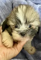 Chip, a male Shih Tzu for sale in Uniontown, OH – 1 of 6