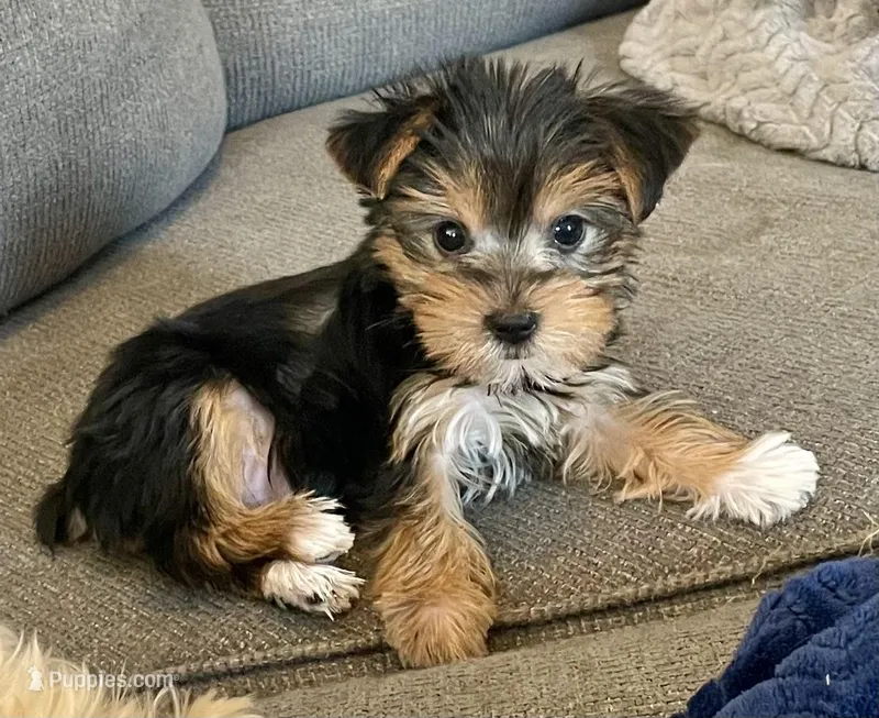 Little one – Yorkshire Terrier puppy for sale in Uniontown, OH