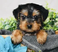 Little one, a female Yorkshire Terrier for sale in Uniontown, OH – Photo 3 of 4