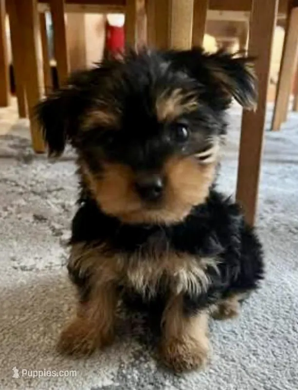 Little one – Yorkshire Terrier puppy for sale in Uniontown, OH