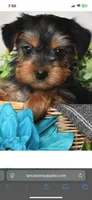 Little one, a female Yorkshire Terrier for sale in Uniontown, OH – Photo 4 of 4