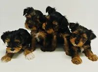Little one, a female Yorkshire Terrier for sale in Uniontown, OH – Photo 2 of 4