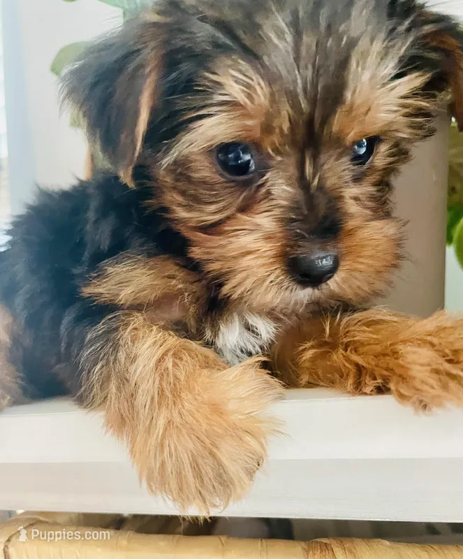 Little one – Yorkshire Terrier puppy for sale in Uniontown, OH