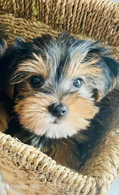 Little one – Yorkshire Terrier puppy for sale in Uniontown, OH