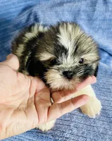 Chip, a male Shih Tzu for sale in Uniontown, OH – 3 of 6