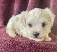 Cream, a male Havanese for sale in Uniontown, OH – 6 of 7