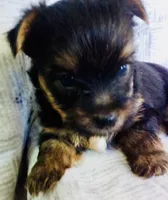 Kai, a male Yorkshire Terrier for sale in Uniontown, OH – 3 of 3