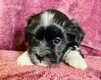 Black and white , a male Havanese for sale in Uniontown, OH – 2 of 8