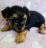 Mia, a female Yorkshire Terrier for sale in Uniontown, OH – 3 of 5