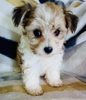 Missy, a female Shichon for sale in Uniontown, OH – 2 of 6