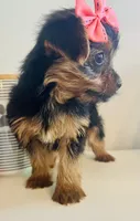 Teacup pumpkin, a female Yorkshire Terrier for sale in Uniontown, OH – 3 of 9