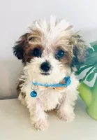 Teacup Tuck, a male Maltipoo for sale in Uniontown, OH – 5 of 10