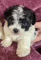 Sophie, a female Havanese for sale in Uniontown, OH – 6 of 8