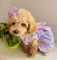 Tiny tulip, a female Maltipoo for sale in Uniontown, OH – 6 of 7