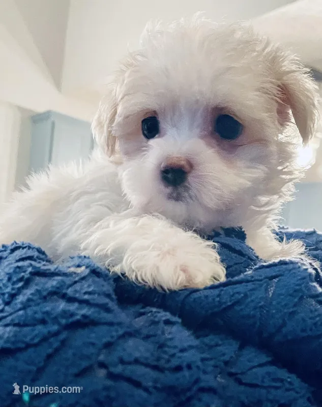 Tammy – Maltese puppy for sale in Uniontown, OH