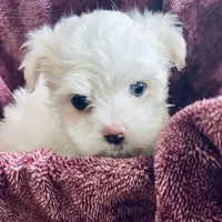 Tammy, a female Maltese for sale in Uniontown, OH – Photo 6 of 10