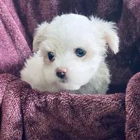 Tammy, a female Maltese for sale in Uniontown, OH – Photo 5 of 10
