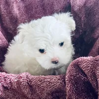 Tammy, a female Maltese for sale in Uniontown, OH – Photo 3 of 10
