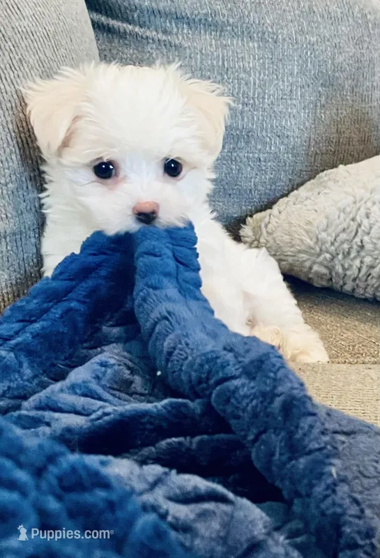 Tammy – Maltese puppy for sale in Uniontown, OH