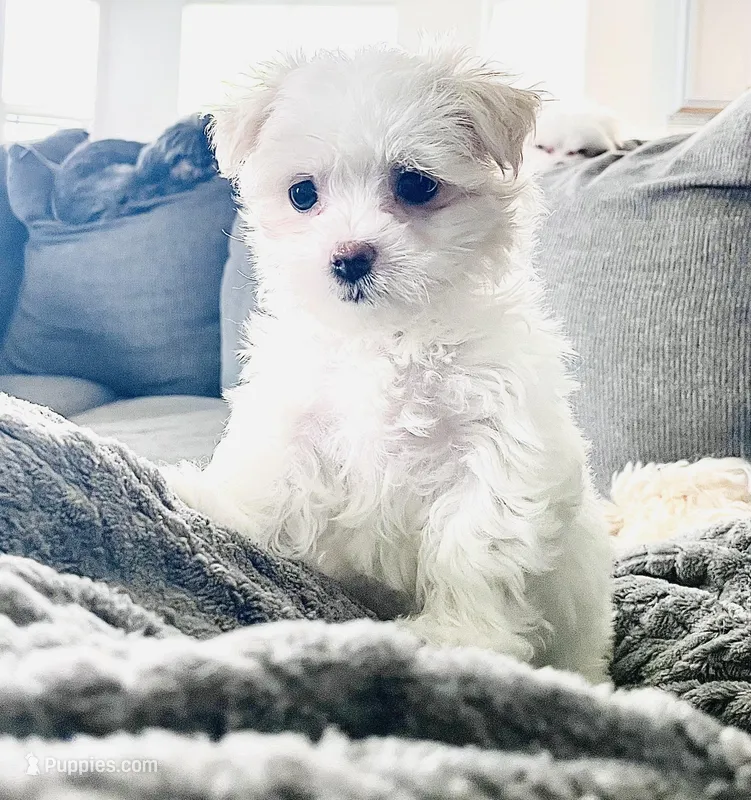 Tiny Tammy – Maltese puppy for sale in Uniontown, OH