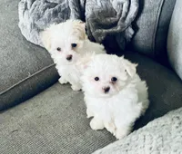 Tiny Tammy, a female Maltese for sale in Uniontown, OH – Photo 7 of 7