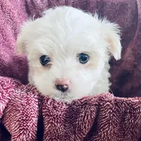 Tammy, a female Maltese for sale in Uniontown, OH – Photo 4 of 10
