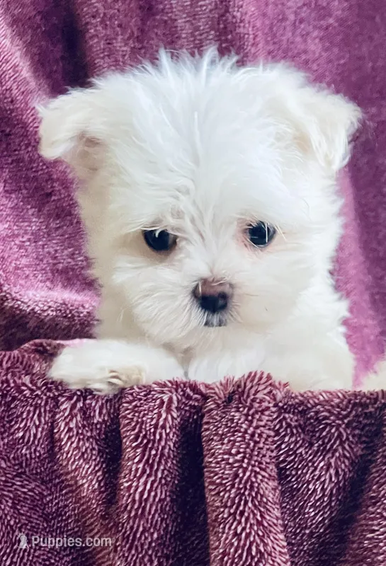 Tiny Tammy – Maltese puppy for sale in Uniontown, OH