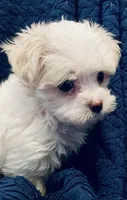 Tammy, a female Maltese for sale in Uniontown, OH – Photo 10 of 10