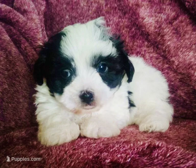 Sailor – Havanese puppy for sale in Uniontown, OH