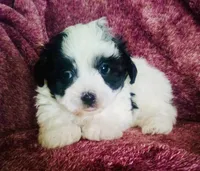 Sailor, a male Havanese for sale in Uniontown, OH – 1 of 4